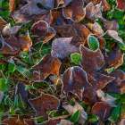 USA, New Jersey, Pine Barrens National Preserve. Close-up of frosty fallen leaves. Art Print